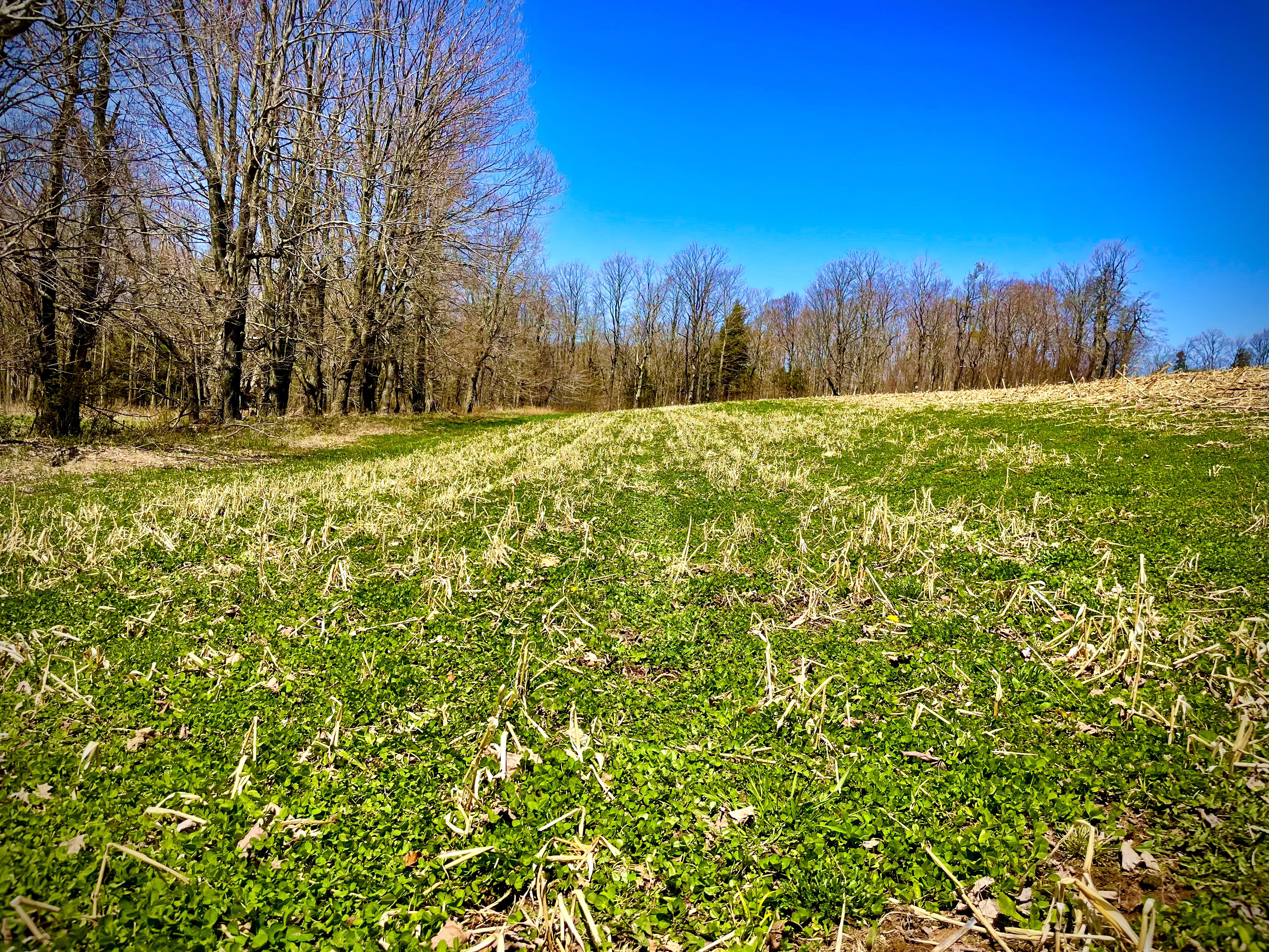 Food Plots